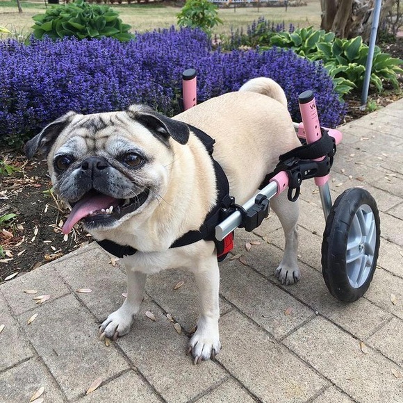 Meet your Posher, Julie - Picture 2 of 5